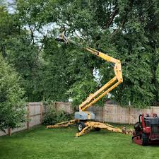 How Our Tree Care Process Works  in  Horse Shoe, NC