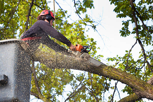 Trusted Horse Shoe, NC  Tree Services Experts